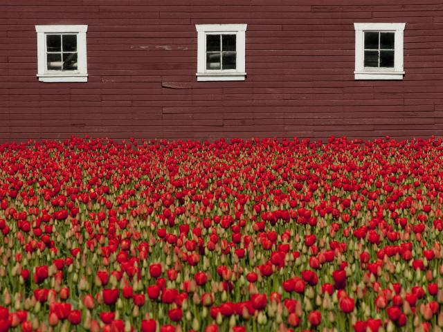 Red_Tulips_in