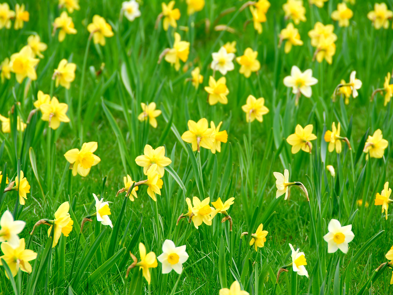 Spring_Daffodils