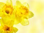 Yellow_Daffodils