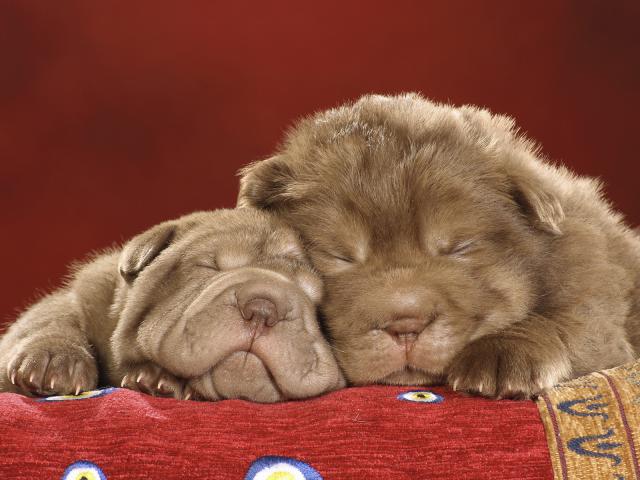 Shar_Pei_Puppies