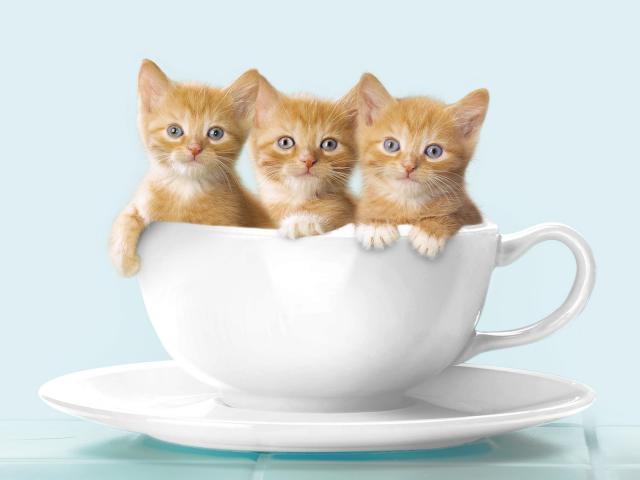 Cattuccino
