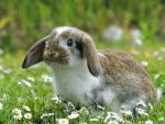 Mini_Lop_Rabbit