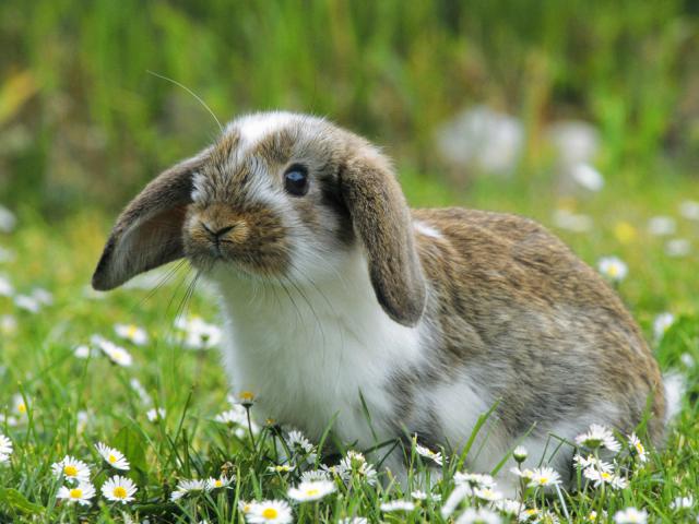 Mini_Lop_Rabbit