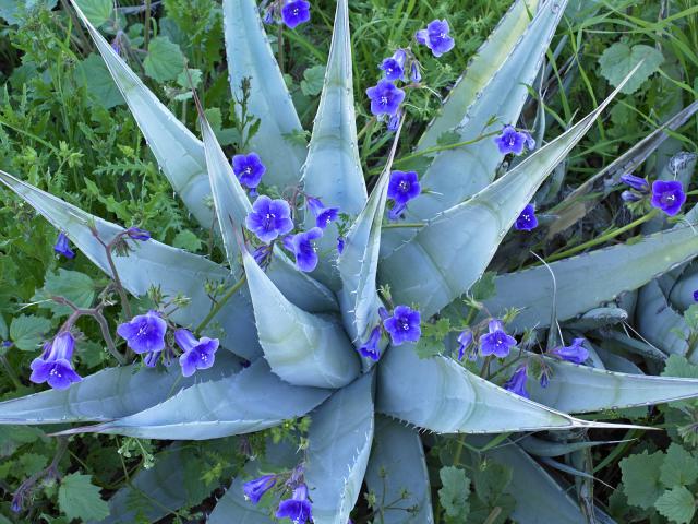 Desert_Bluebells