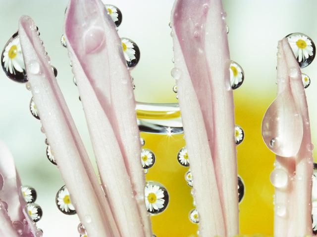 Dew_Drops_on