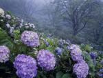 Hydrangea_of