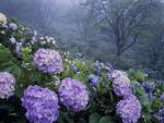 Hydrangea_of