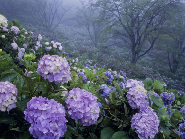 Hydrangea_of