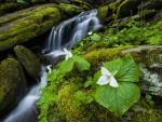 Large_White_Trillium