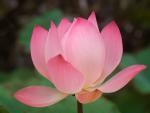 Lotus_Plant