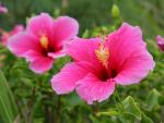 Pink_Hibiscus_Hawaii