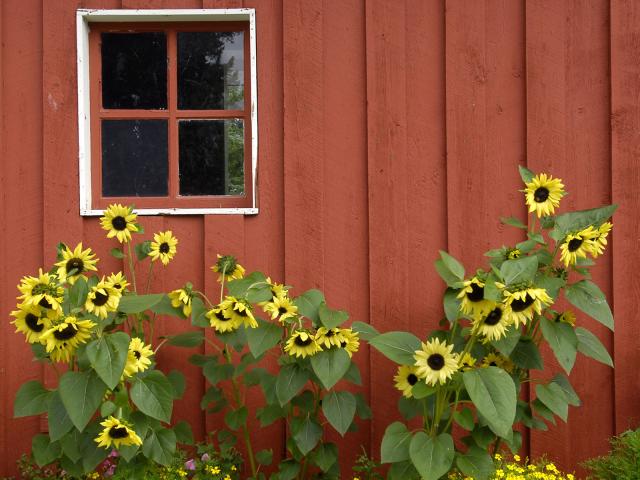 Red_Barn
