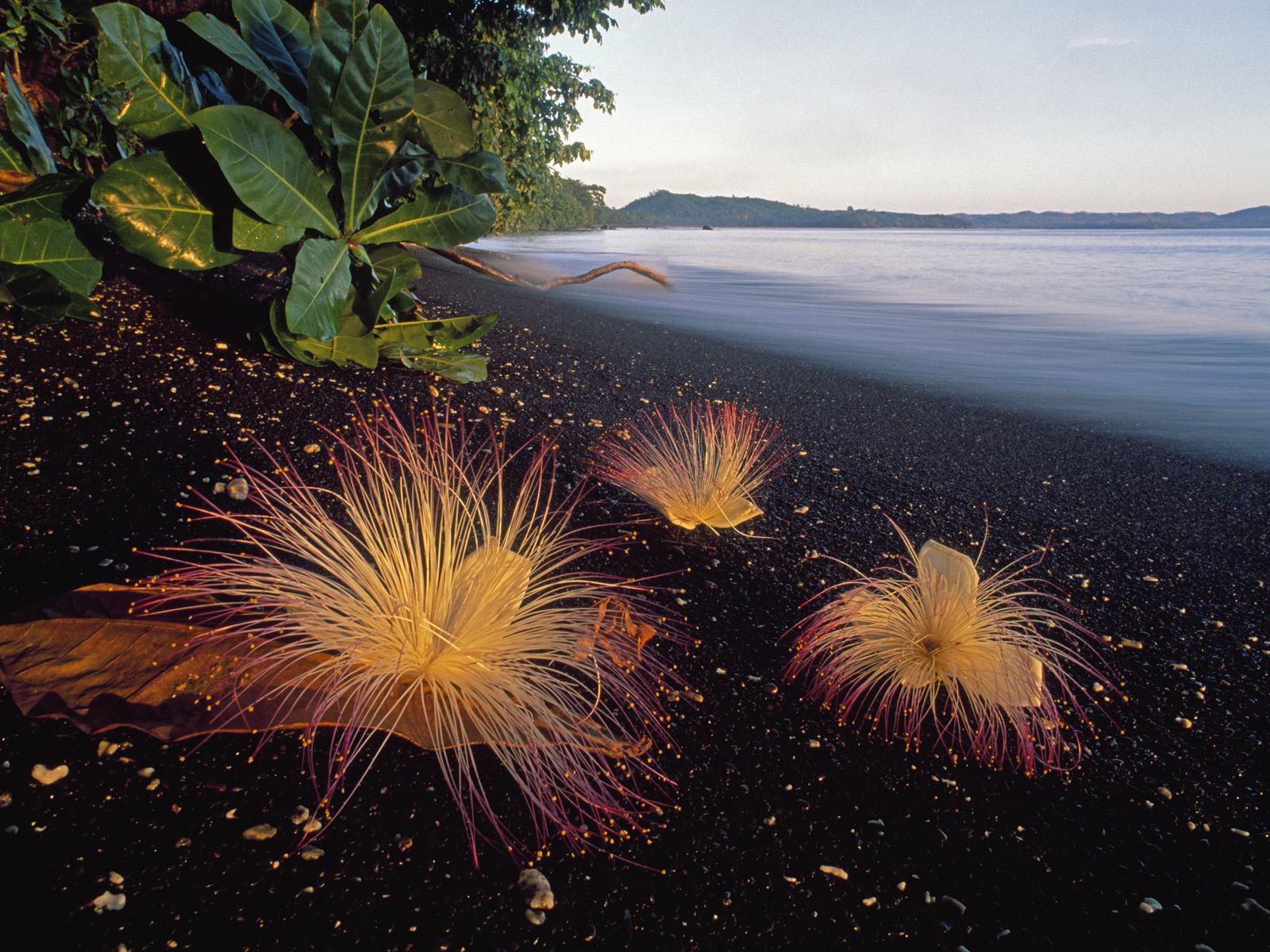 Sea_Putat_Flowers