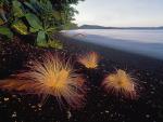 Sea_Putat_Flowers