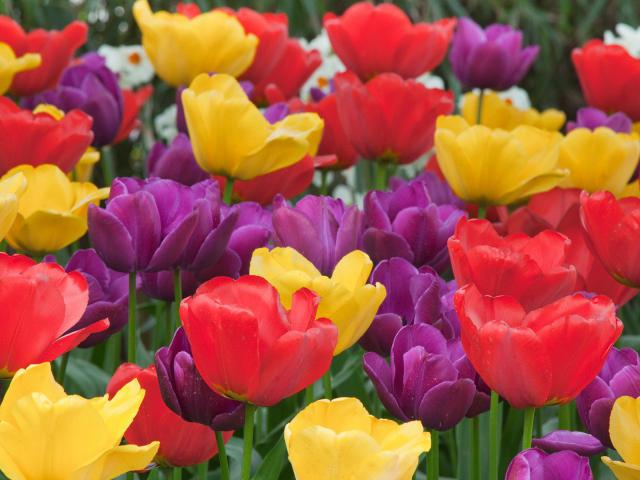 Tulips_Skagit_Valley