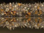 Monarch_Butterflies