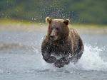 Brown_Bear_Fishing