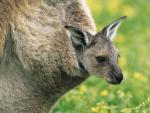 Eastern_Gray_Kangaroo