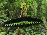 Birdwing_Butterfly