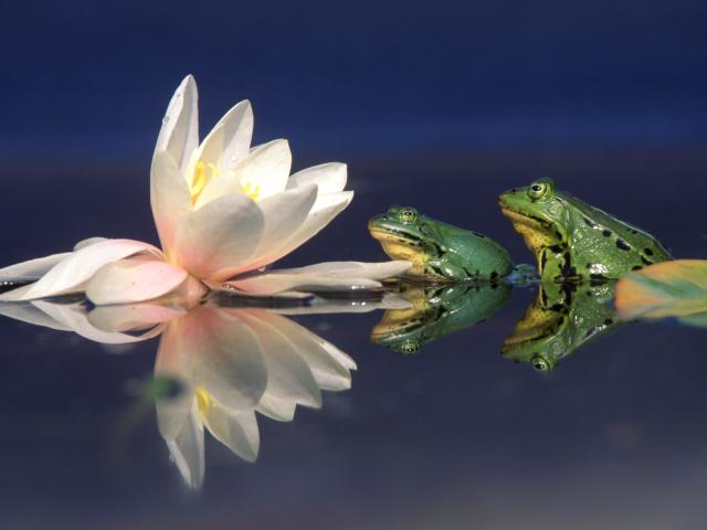 Edible_Frogs