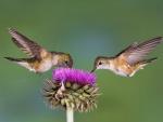 Broad-Tailed_Hummingbirds