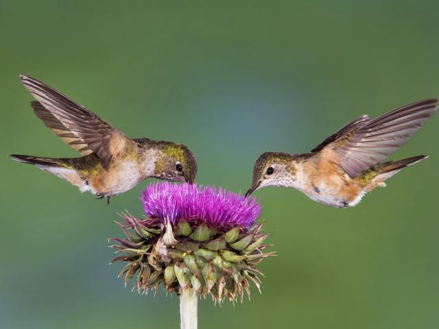 Broad-Tailed_Hummingbirds