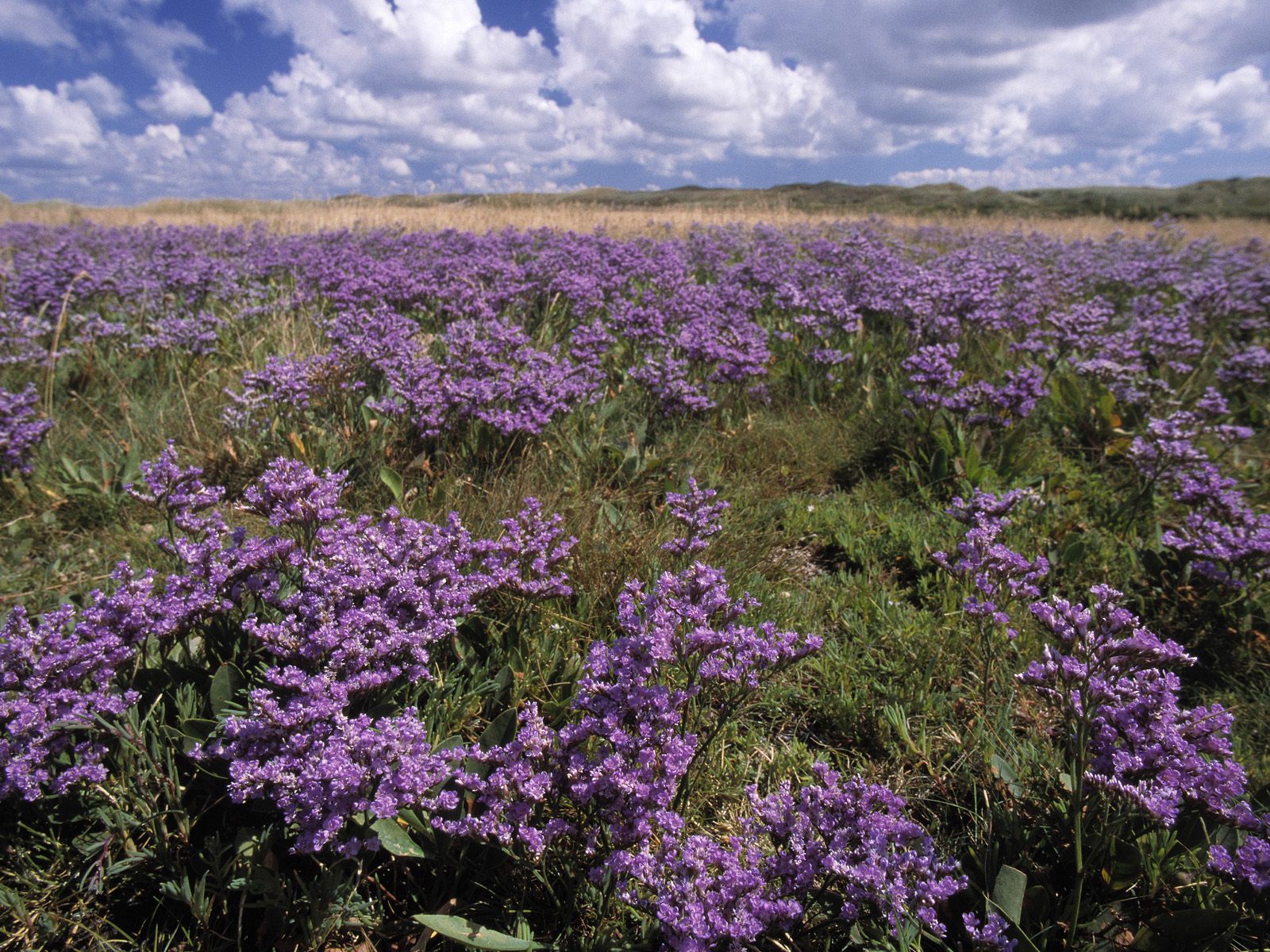 Mediterranean_Sea_Lavender