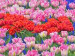 Tulips_and_Grape