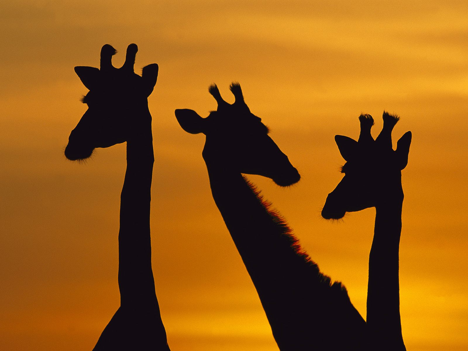 Giraffe_Trio_at_Dawn