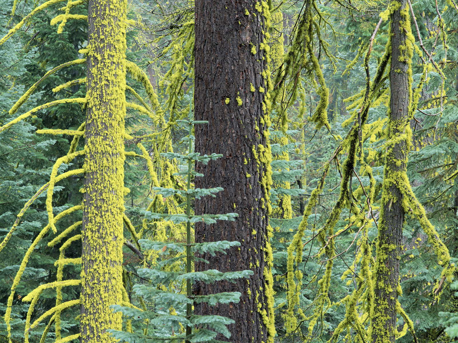 Douglas_Fir_Forest