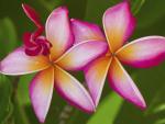 Frangipani_Flowers