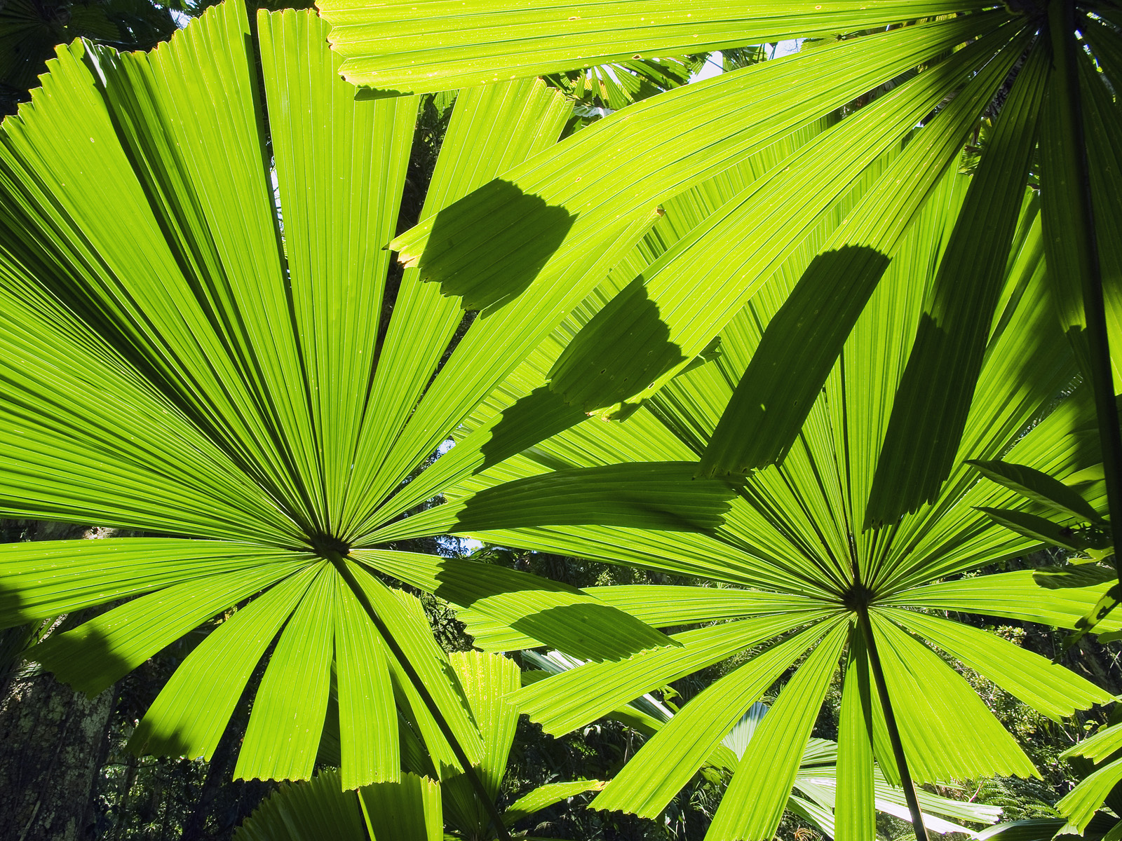 Licuala_Fan_Palm