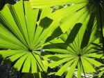Licuala_Fan_Palm