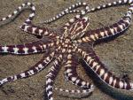 Mimic_Octopus