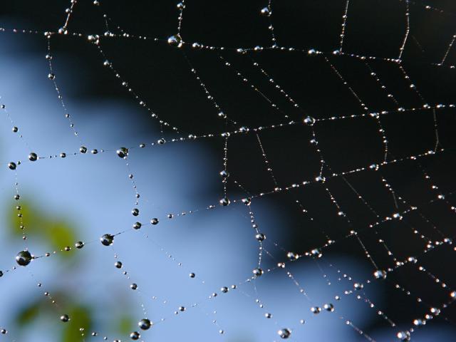 Morning_Dew_on_Web