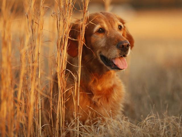 Golden_Retriever_02