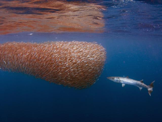 Ball_of_Herring