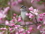 White-Crowned_Sparrow