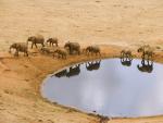 African_Elephants_02