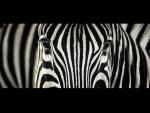 Watchful_Zebra