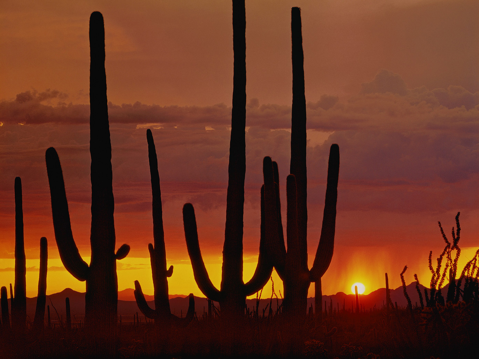 Saguaro_Cacti_at