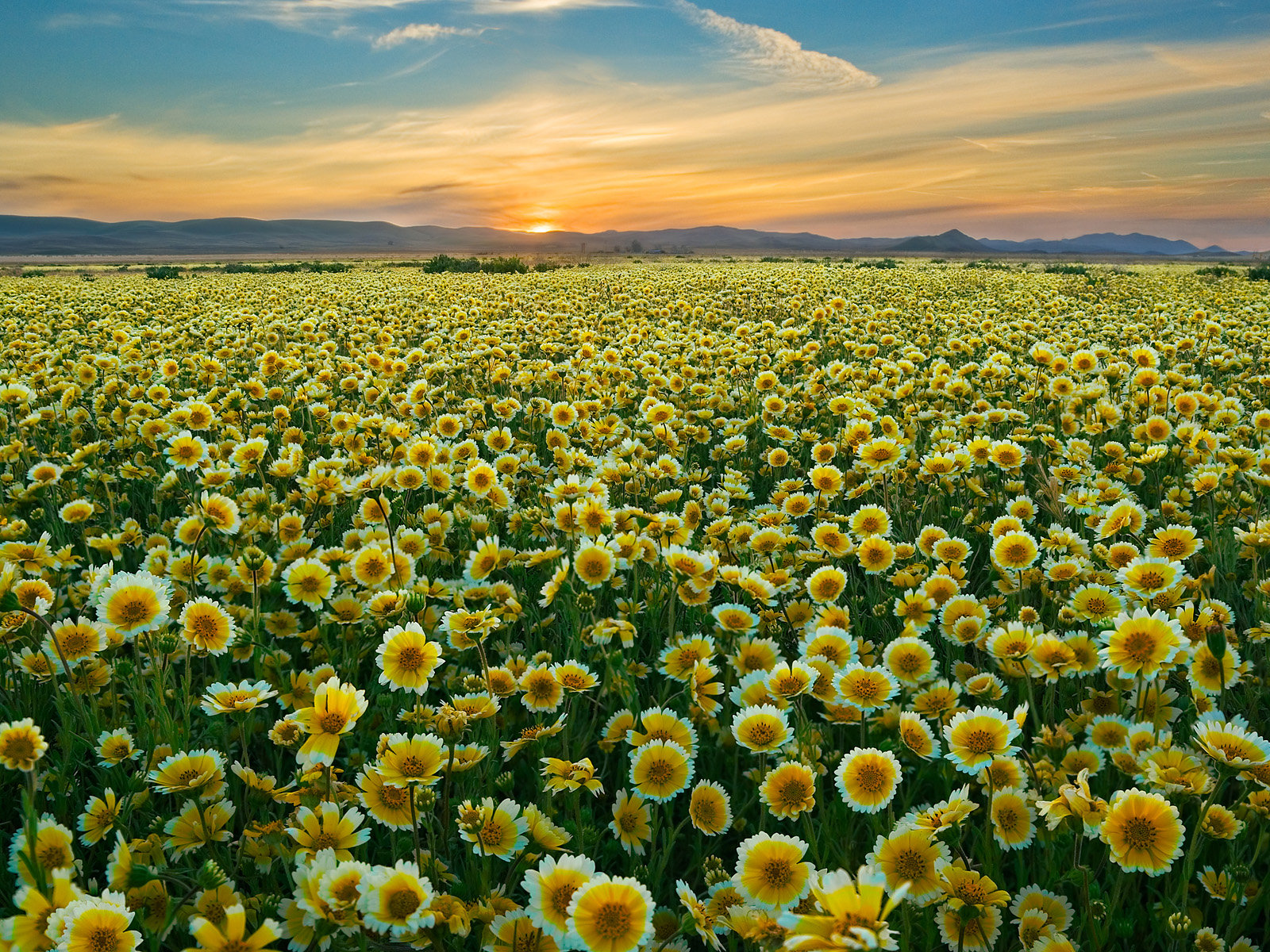 Wildflowers_Carrizo