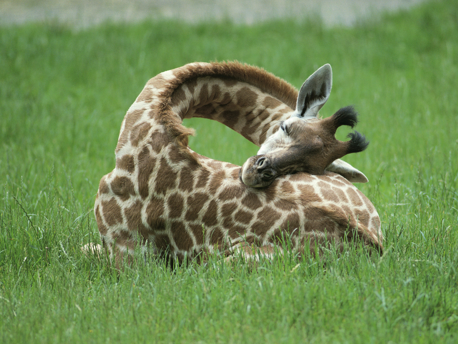Giraffe_Botswana