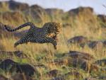 Speedy_Leopard