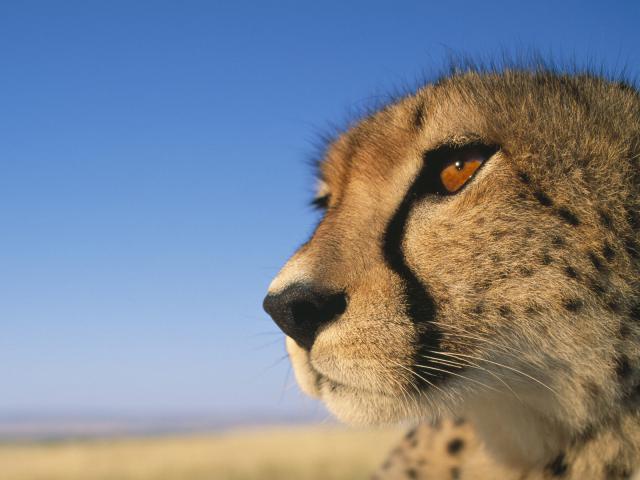 Close-Up_of_a_Cheetah