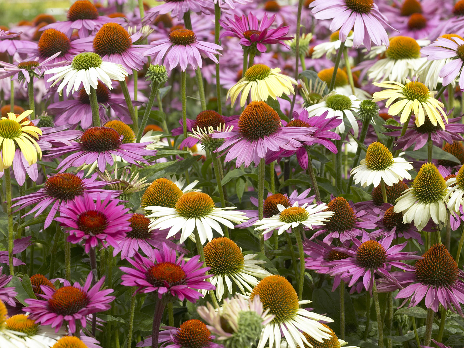 Coneflowers