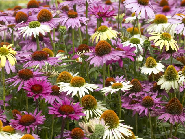 Coneflowers