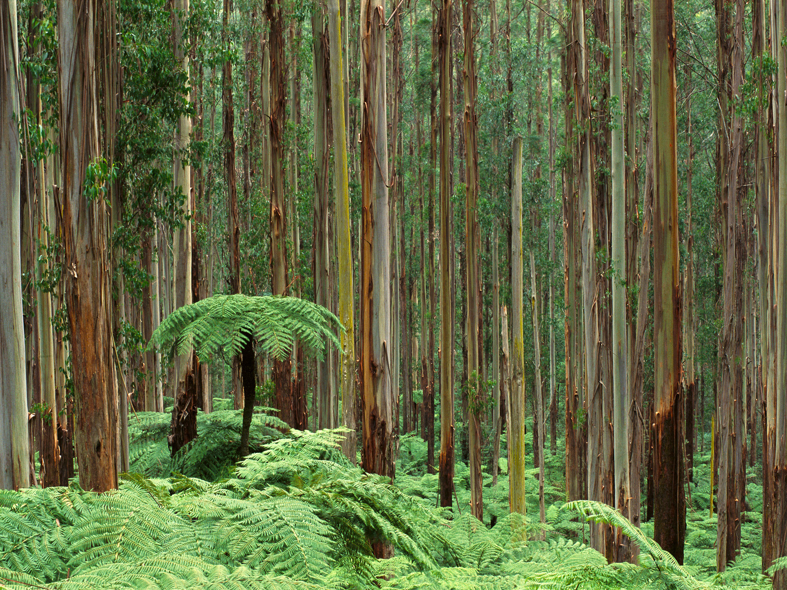 Dandenong_Ranges