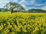 Blooming_Mustard_Near