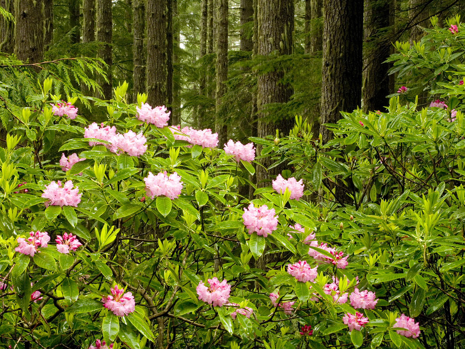 Blooming_Wild_Rhodo
